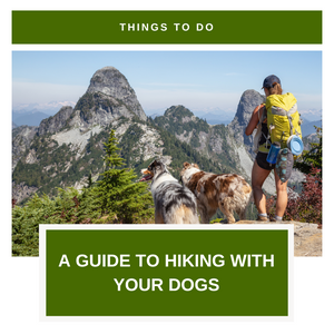A Guide To Hiking With Your Dogs