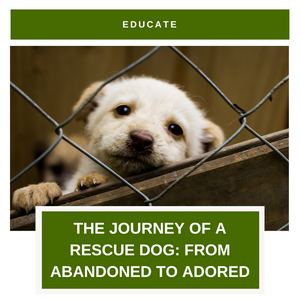 The Journey of a Rescue Dog: From Abandoned to Adored