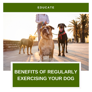 Benefits Of Exercising Your Dog