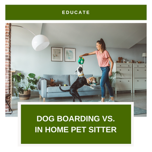 Dog Boarding vs. Pet Sitter