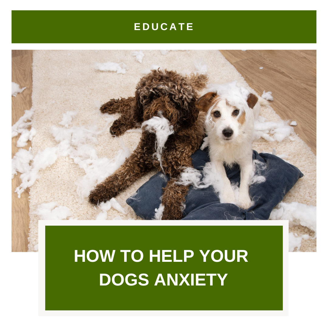 How To Help Your Dogs Anxiety