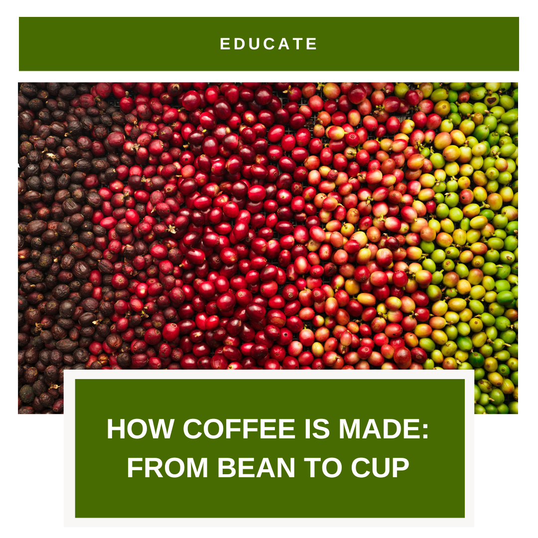 How Coffee Is Made: From Bean To Cup